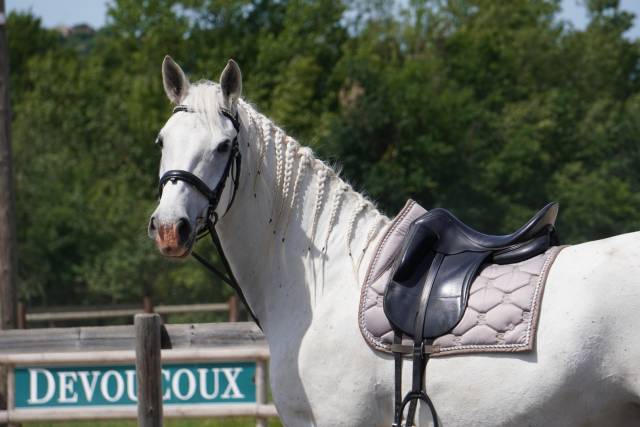 Gelding Lipizzan, Lipizzaner For sale 2018 Grey