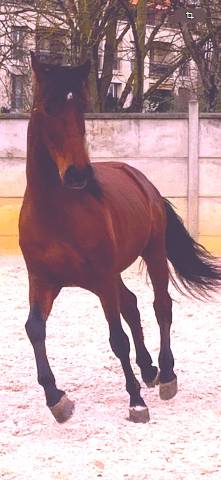 Gelding PRE Pure Spanish Bred For sale 2017 Dark Bay