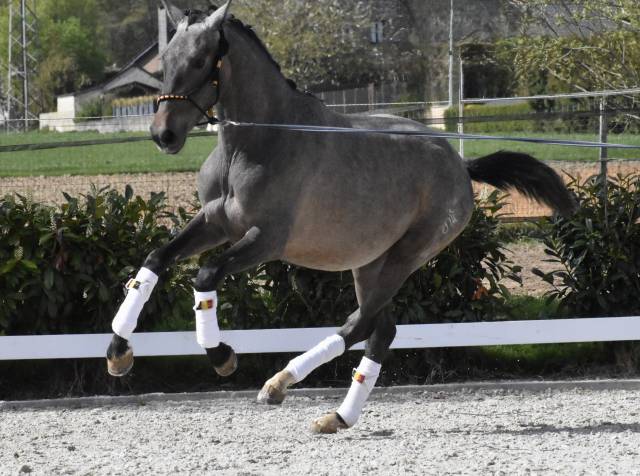 Stallion PRE Pure Spanish Bred For sale 2024 Roan