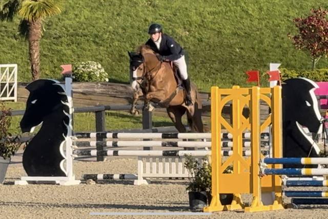 Gelding Selle Fran&ccedil;ais For sale 2022 Chesnut