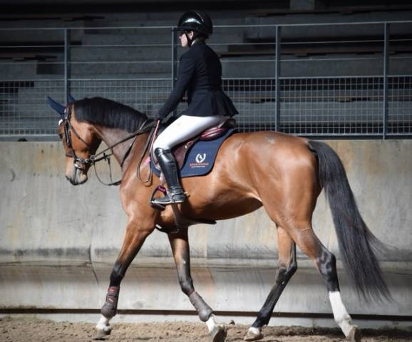 Mare Selle Fran&ccedil;ais For sale 2021 Bay