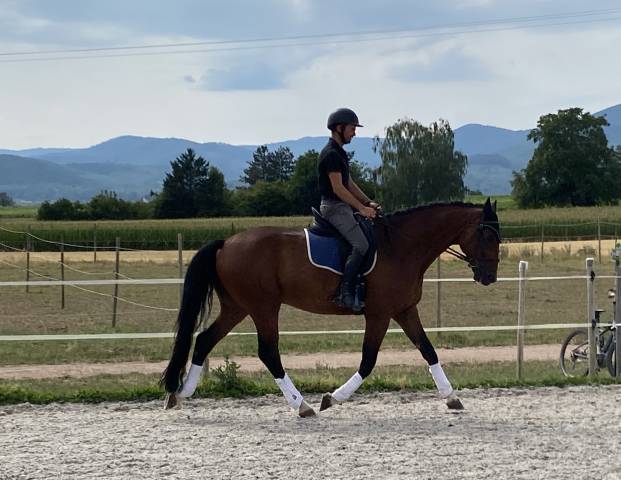 Gelding German Warmblood For sale 2020 Bay