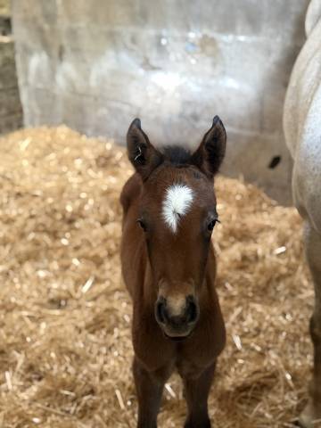 Filly French Saddle Pony For sale 2026 Bay