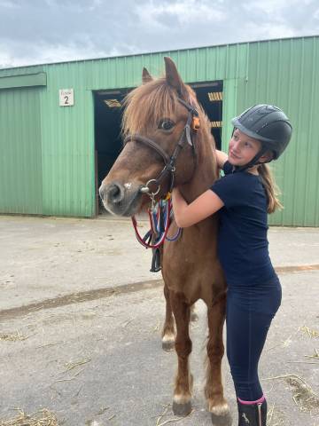 Gelding No Origin Recorded For sale 2015 Liver chestnut