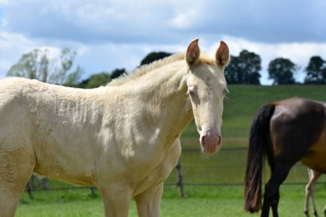 Filly PRE Pure Spanish Bred For sale 2026 Perlino