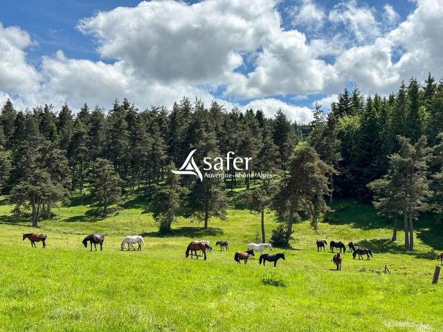 Equestrian property  Haute-Loire