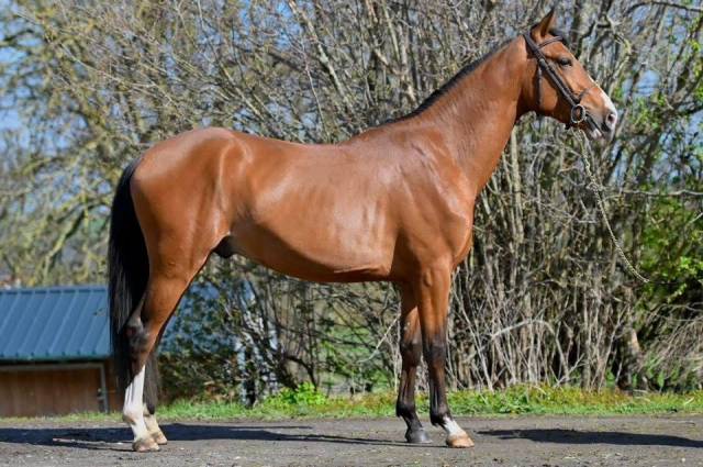 Entire Zangersheide For sale 2023 Bay