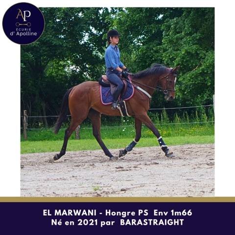 Gelding Thoroughbred For sale 2021 Bay