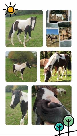 Colt Origin Recorded For sale 2024 Coloured