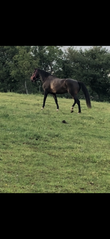 Mare KWPN Dutch Warmblood For sale 2010 Dark Bay
