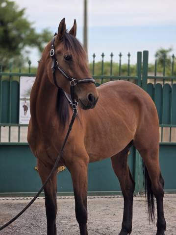 Gelding French Trotter For sale 2022 Bay