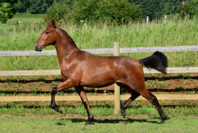Colt PRE Pure Spanish Bred For sale 2025 Bay