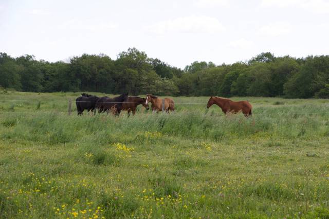 Equestrian Bed and Breakfast  Maine-et-Loire