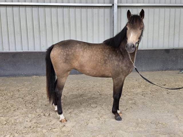 Mare sBs Belgian Warmblood For sale 2023 Buckskin