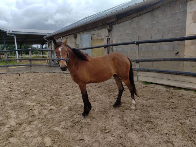 Mare French Saddle Pony For sale 2023 Bay