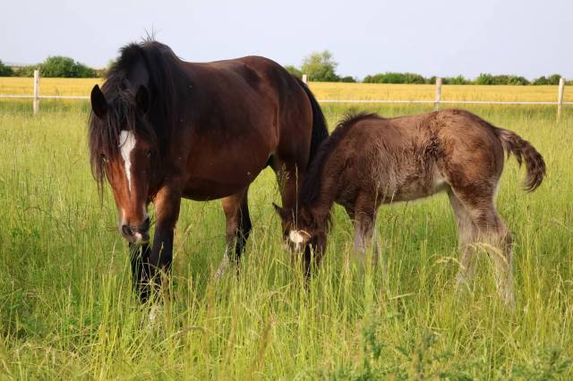 Filly Shire For sale 2026 Black