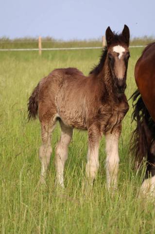 Filly Shire For sale 2026 Black