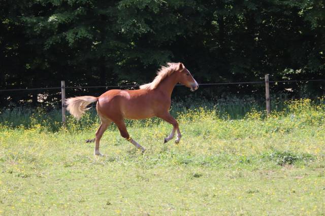 Filly French Saddle Pony For sale 2025 Chesnut
