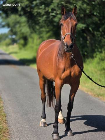 Mare French Trotter For sale 2016 Bay