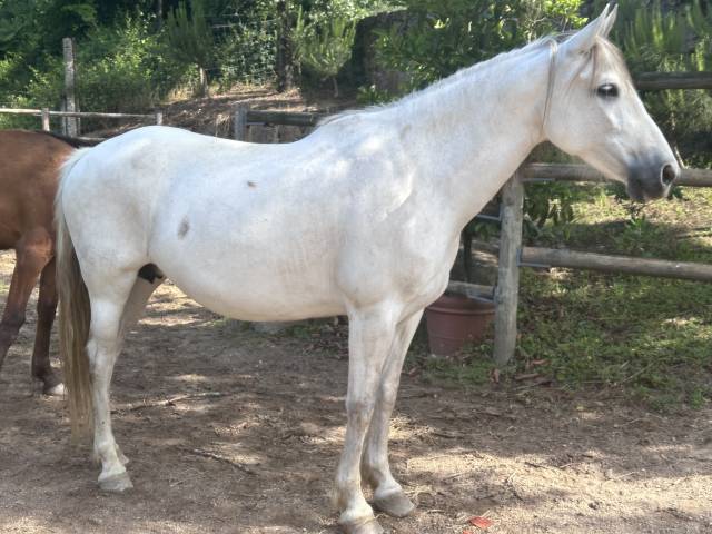 Mare PRE Pure Spanish Bred For sale 2015 Grey