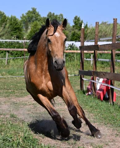 Mare Connemara For sale 2023 Buckskin