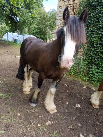 Gelding Other Pony Breed For sale 2021 Black