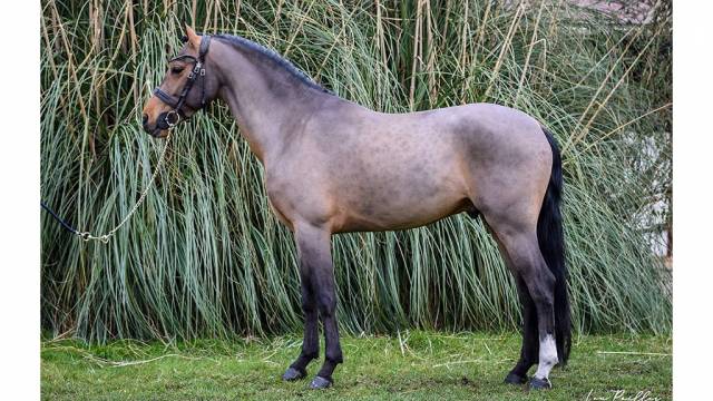 Gelding Belgian Riding Pony For sale 2016 Bay