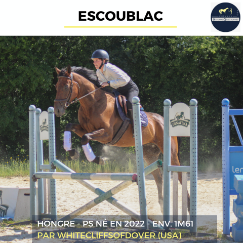 Gelding Thoroughbred For sale 2022 Bay