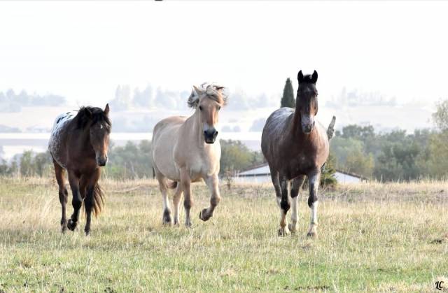 Riding teacher - Self employed Half time - Haute-Garonne France
