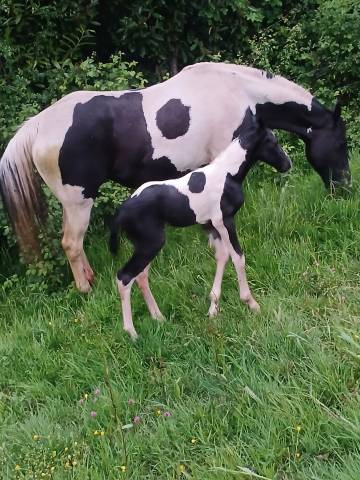 Colt Unkown Horse Breed For sale 2026 Coloured