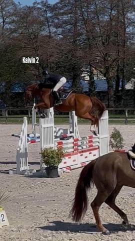Gelding Selle Fran&ccedil;ais For sale 2020 Chesnut