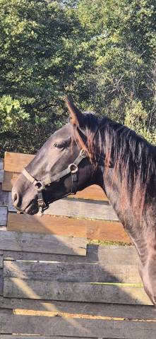 Entire PRE Pure Spanish Bred For sale 2024 Brown
