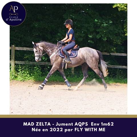 Mare AQPS For sale 2022 Grey