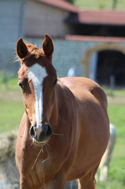 Mare Origin Recorded For sale 2024 Chesnut