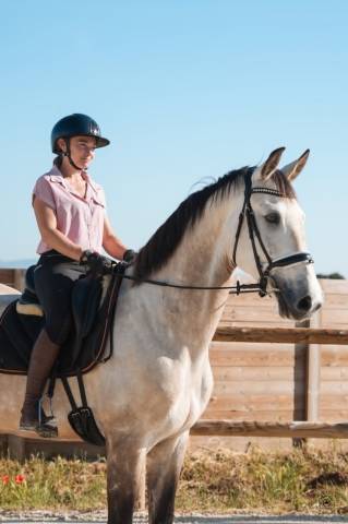 Gelding KWPN Dutch Warmblood For sale 2019 Buckskin
