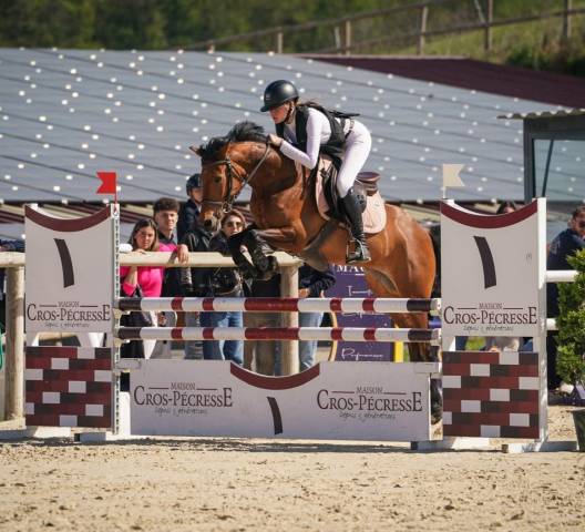 Gelding French Saddle Pony For sale 2020 Bay