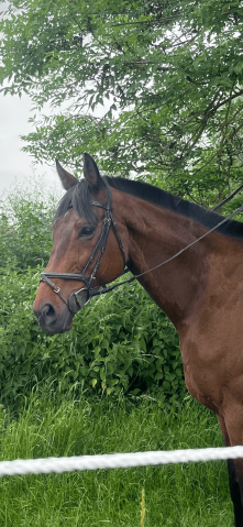 Gelding Thoroughbred For sale 2016 Dark Bay