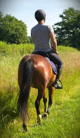 Mare No Origin Recorded For sale 2023 Bay