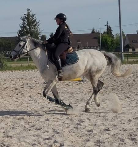 Mare Origin Recorded For sale 2015 Grey