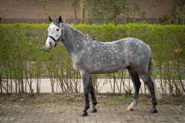 Gelding Connemara For sale 2019 Grullo