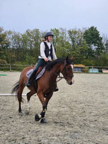 Mare KWPN Dutch Warmblood For sale 2020 Bay