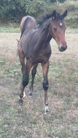 Colt Selle Fran&ccedil;ais For sale 2026 Bay