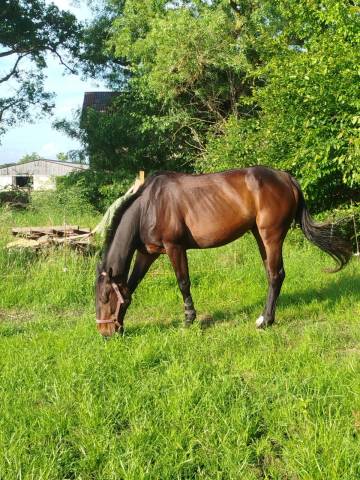 Gelding French Trotter For sale 2016 Dark Bay