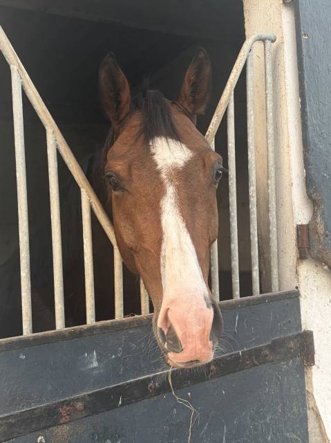 Gelding Selle Fran&ccedil;ais For sale 2020 Bay