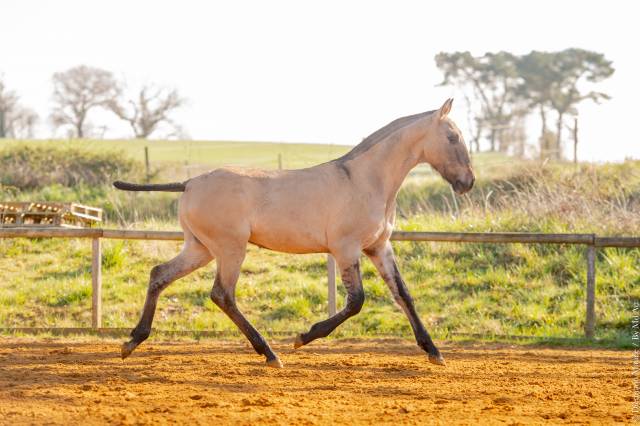 Colt Lusitano For sale 2025 Dun