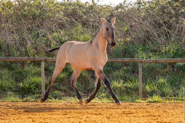 Colt Lusitano For sale 2025 Dun