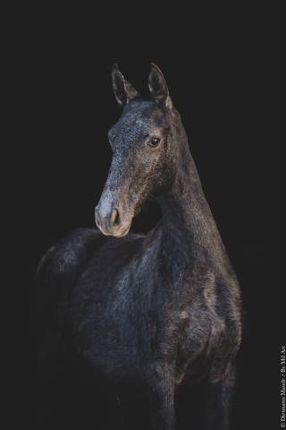 Filly Lusitano For sale 2025 Grey