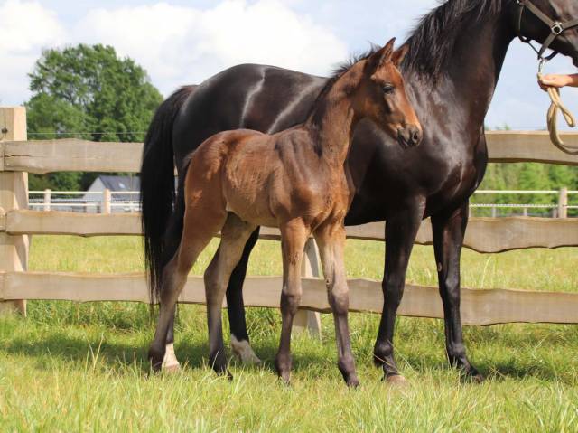 Filly KWPN Dutch Warmblood For sale 2026 Dark Bay