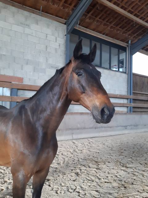 Gelding Selle Fran&ccedil;ais For sale 2013 Dark Bay