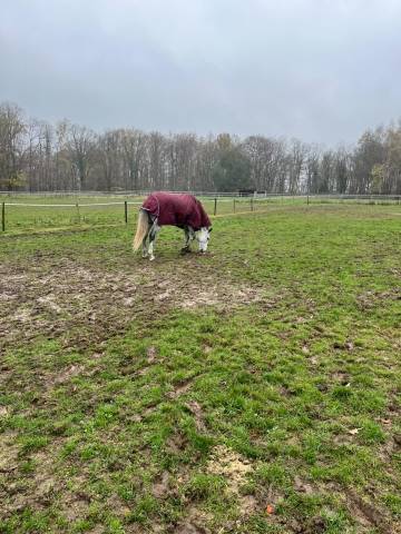 Gelding BWP Belgian Warmblood For sale 2020 White